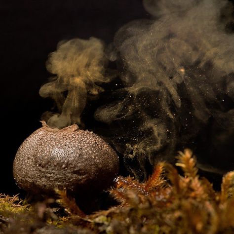 Puffball Mushroom, Mushroom Spores, Slime Mould, Mushroom Fungi, Biome, Stuffed Mushrooms, Plants, Nature