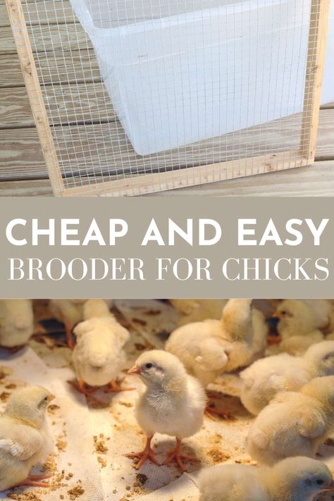 How to DIY a Cheap Brooder Box for Chicks - Humbly Rooted Home Easy Brooder For Chicks, Easy Brooder Diy, Plastic Tote Chicken Brooder, Pallet Brooder, Homemade Chicken Brooders, Outdoor Brooder Box Ideas, Easy Diy Chicken Brooder, Outdoor Chicken Brooder, Diy Chick Brooder Ideas