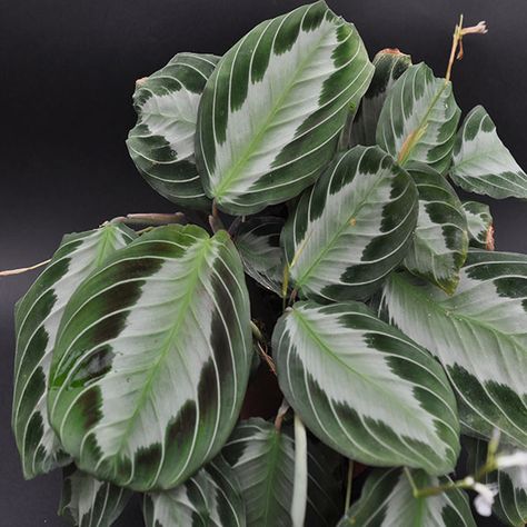 Maranta Silver Band, Prayer Plant Care, Grow House, Easy House Plants, Tropical House Plants, Plant Goals, Calathea Plant, نباتات منزلية, Hanging Plants Indoor