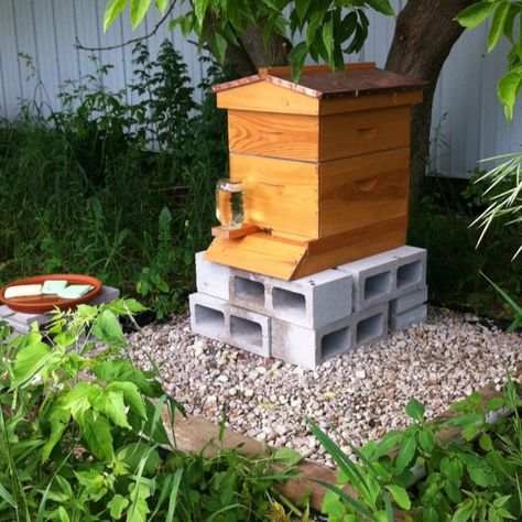 Finished bee area. Hive sits on raised area with river rocks for drainage. There's a terra cotta saucer water source with sponges in it to keep the bees from drowning. Rocks For Drainage, Honey Bees Keeping, Bee Yard, Bee Hive Plans, Backyard Bee, Raising Bees, Backyard Beekeeping, World Making, Buzzy Bee