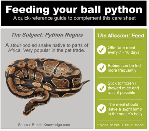 InfoGraphic: Ball Python Feeding Ball Python Tank, Python Enclosure, Python Tank, Ball Python Pet, Ball Python Care, Baby Snakes, Reptile Care, Python Regius, Snake Tank