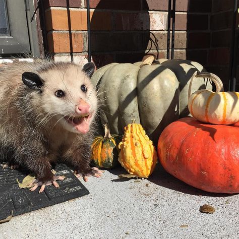 Lola the Opossum on Instagram: “the many faces im making today while shoving my face full of food #thankful #lovelylola #opossumsofinstagram” Charlie Kelly, Awesome Possum, Good Boy, Silly Animals, Iconic Photos, Cuteness Overload, Beautiful Creatures, Fall Vibes, Funny Cats