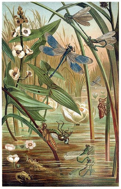 Swamp Party, Dragonflies, Vienna, Insects, Lily, Water, Flowers