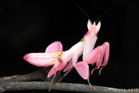 Orchid Mantis, Cute Bugs, Cool Insects, Cool Bugs, Beautiful Bugs, Praying Mantis, Cool Animals, Animal Reference, Creepy Crawlies