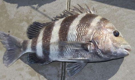 MULTIPLE ALIASES - Sheepshead have several common names, including convict fish, bay snapper, Charleston snapper and sargo chopa. By any name, the crustacean cruncher makes a fine meal; just watch out for those sharp spines on the dorsal fin when cleaning one! (Chronicle photo by Shannon Tompkins) / DirectToArchive Dessert Imposters, Sheepshead Fish, Surf Rods, Reef Fish, Water Creatures, Salt Water Fishing, Surf Fishing, Painting Picture, Fishing Hook