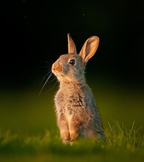 Wild Rabbits, Female Rabbit, Bbc Earth, Rabbit Photos, Wild Rabbit, Xmas Pictures, Pretty Please, Animal Study, Bunny Pictures