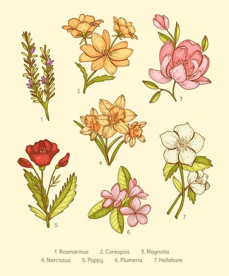 #flowercollection #flowers #plants #illustration #botanical #flowers #flower #bloom #setbotanical Flower Chart Drawing, Flowers Blooming Drawing, Flowers Chart, Tulip Illustration, Flower Witch, Peony Clipart, Flower Vector Illustration, Logo Stationery, Spring Drawing