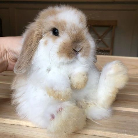 Crazy Bunny Lady, Bunny Lady, Pet Bunny Rabbits, Bunny Care, Cute Bunny Pictures, Red Pandas, Cute Small Animals, Cute Animals Puppies