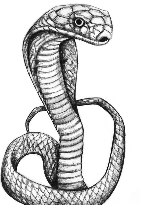 Snake Drawing Reference, Snake Sketch, 3d Snake, Erica Taylor, Big Snake, Colored Pencil Art Projects, Dinosaur Sketch, Cobra Art, Snake Drawing