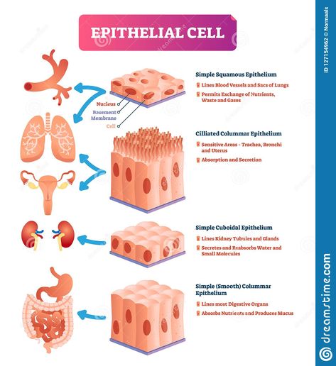 Tissue Diagram, Epithelial Tissue, Tissue Biology, Infographic Diagram, Medical Terminology Study, Illustration Infographic, Basic Anatomy And Physiology, Cells And Tissues, Nurse Study Notes