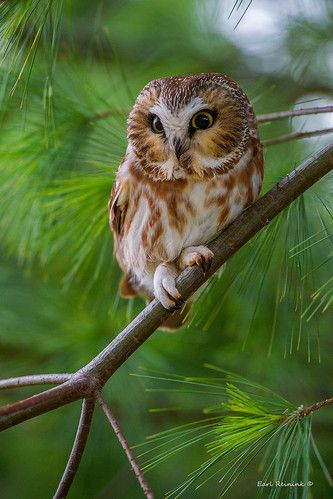 One "rapt" raptor.. | This "Northern Saw-whet Owl" gazes int… | Flickr Saw Whet Owl, Awesome Owls, Owl Photos, Hoot Owl, Owl Pictures, Beautiful Owl, Owl Bird, Baby Owls, Pretty Birds