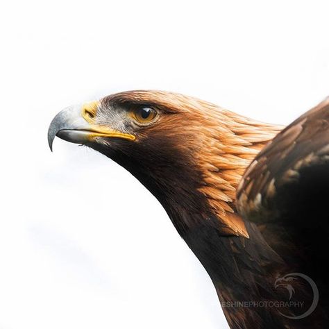 Ready for take off | Golden Eagle .  #goldeneagle #eagle #birdsofprey Eagle Aesthetic, Brown Eagle, Blue And Bronze, Eagle Painting, Golden Eagles, Air King, Kestrel, Golden Eagle, An Eagle