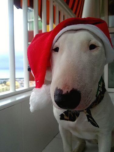 Merry Christmas Reaction Pics, Christmas Dog Pfp, Dog Varieties, English Bull Terriers, Pets 3, Silly Dogs, Sweet Soul, Bull Terriers, Bull Terrier Dog