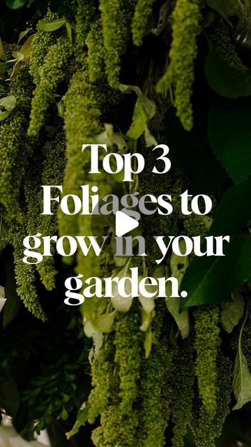 The Flower Farmer & The Florist on Instagram: "MY TOP 3 FOLIAGES you can grow in your garden. These three are my favourites and have proven to be foliage trees that keep on giving. Pittosporum || this foliage has lots of little petals in different shades of lime and green. Its the perfect filler for arrangements and the shape and colour create so much texture. Viburnum Tinus || I use this foliage to create a base to an arrangement or installation. Its strong stems and leaf is perfect for that purpose. Leptospermum || the prettiest plum and burgandy foliage. It adds warmth and unstructured touches to a bouquet. I love using this foliage in larger designs too! I would love to know what other foliages you love growing in your garden? Katie x" Foliage Bouquet, Cottage Garden Plants, My Top 3, Flower Business, Flower Farmer, February 9, Garden Designs, Keep On, Green Thumb