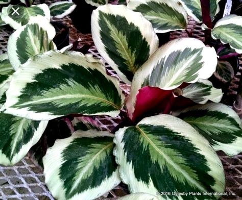 calathea roseopicta "Julia" (Instagram) Calathea Roseopicta, Calathea Plant, Tropical Garden Design, Plant Wishlist, White Leaves, Variegated Plants, Plants Indoor, House Plants Indoor, Pretty Plants