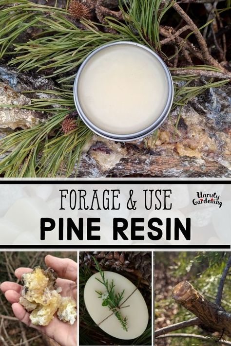 How to Forage & Use Pine Resin - Unruly Gardening Apothecary Design, Pine Resin, Herbal Medicine Recipes, Wild Food Foraging, Herbal Remedies Recipes, Foraging Recipes, Medicinal Herbs Garden, Salve Recipes, Herbal Salves