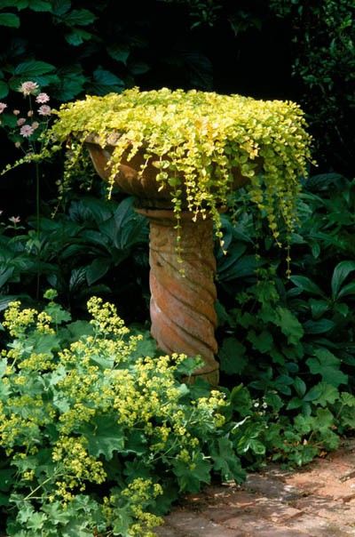 Bird bath turned planter Lysimachia Nummularia, Pinterest Garden, Creeping Jenny, Garden Whimsy, Have Inspiration, Garden Containers, Unique Gardens, Shade Garden, Dream Garden