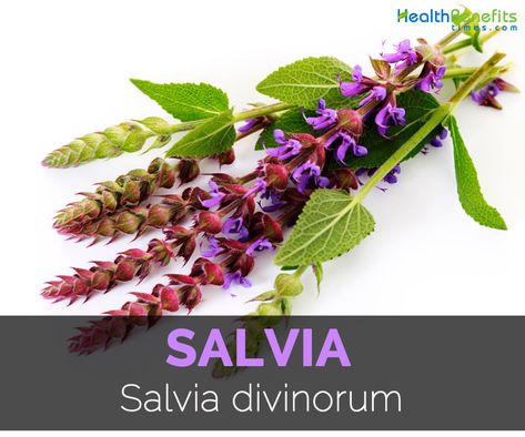 Salvia Plants, Medicinal Herbs Garden, Plant Benefits, Gorgeous Gardens, Medicinal Herbs, Medicinal Plants, Herbal Medicine, Herb Garden, Herbal Remedies