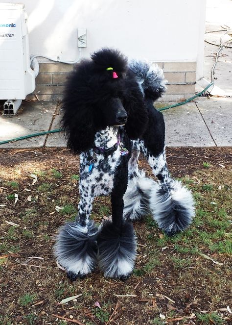 Poodle Skirt Photoshoot, Standard Poodle Haircut Styles, Miniature Poodle Haircuts, Poodle Styles, Standard Poodle Cuts, Standard Poodle Grooming, Standard Poodle Haircuts, Poodle Haircuts, Phantom Poodle