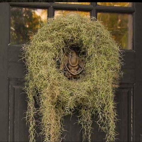 Desert Wreath, Moss Decor Ideas, Fall Exterior Decor, Southern Gothic Decor, Vitrine Halloween, Green Witch Decor, Hanging Spanish Moss, Moss Decorations, Grapevine Christmas Wreath