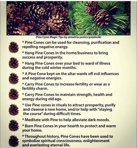 Pine Cones and their uses Diy Moon, Magickal Herbs, Green Witchcraft, Moon Water, Witch Tarot, Witch Spirituality, Magic Herbs, Eclectic Witch, Magical Herbs