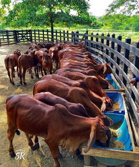 Cattle Barn Designs, Cow Shed Design, Cattle Housing, Agriculture Pictures, Poultry Farm Design, Cottagecore Life, Cattle Barn, Farming Technology, Basic Anatomy And Physiology