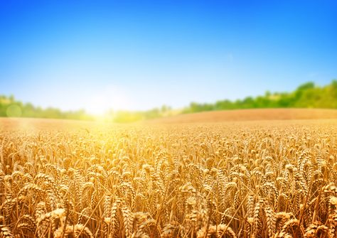 bunch of wheats #wheat #field #trees the sun's rays #4K #wallpaper #hdwallpaper #desktop Halo Background, Background Sunlight, Crop Field, Eye Anatomy, Uhd Wallpaper, Grass Painting, Field Wallpaper, Iphone 2g, Golden Wheat