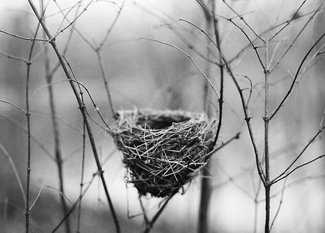 ~ Nest Aesthetic, Divine Nature, Bird Watcher, Perfect Weather, Bird Nest, Bird Feathers, Bird Art, Bird Houses, Macrame Plant Hanger