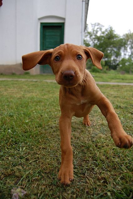 vizsla puppy Cute Puppy Pictures, Love My Dog, Vizsla Puppies, Weimaraner, Puppy Pictures, Basset Hound, Baby Dogs, Happy Thoughts, Shiba Inu