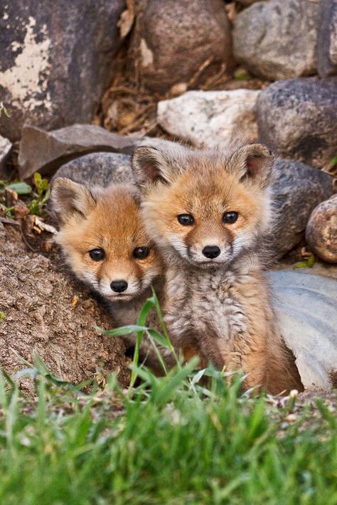 Jumeaux...♥ Fuchs Baby, Fox Pups, Baby Foxes, Regnul Animal, Animale Rare, Wild Dogs, Cute Fox, Cute Creatures, Sweet Animals