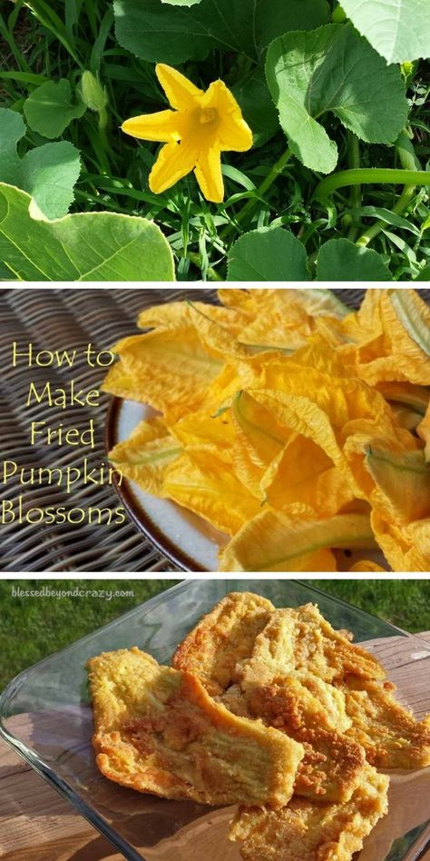 How to Make Fried Pumpkin Blossoms Pumpkin Blossom Recipe, Pumpkin Blossoms, Fried Pumpkin, Flowers Recipes, Veggie Ideas, Edible Flowers Recipes, Pinterest Food, Morel Mushrooms, Preserve Food