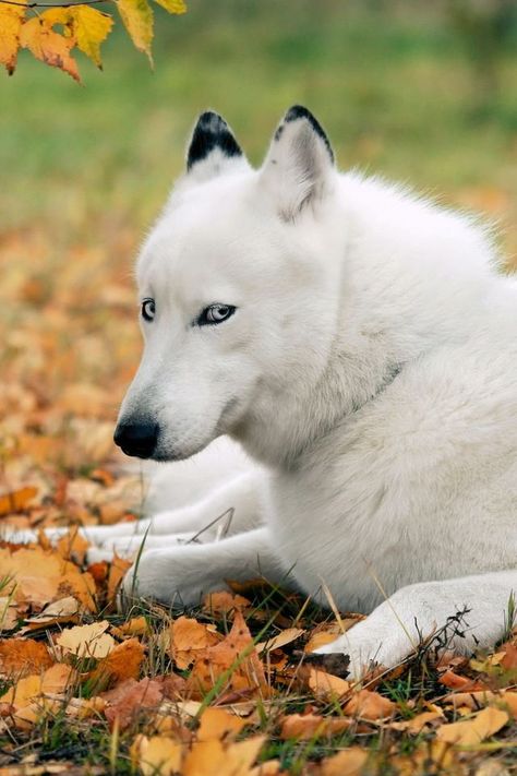 Lokaï White Dog, White Wolf, Husky, White, Black