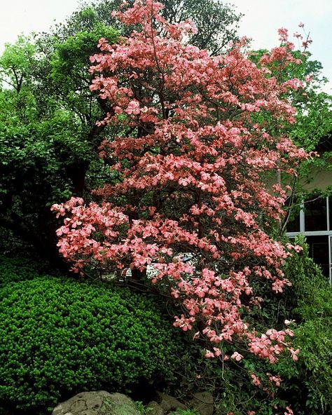 Cornus florida 'Red Giant' | Van den Berk Nurseries Cornus Florida, Red Giant, Garden Types, Sandy Soil, Types Of Soil, Small Gardens, Landscape Architect, Nurseries, Patio Garden