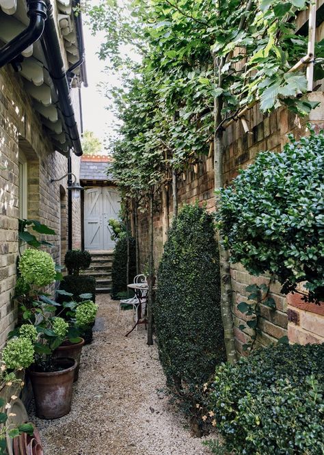 Side Return Garden, Alley Way, Narrow Garden, Hydrangea Arborescens, Small Courtyard Gardens, Garden Calendar, Small Courtyards, London Garden, Garden Wallpaper