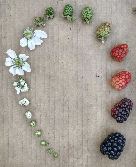 20 Breathtaking Displays Of Plant And Animal Life Cycles Food Charts, Life Cycle, Gardening For Beginners, Life Cycles, Botany, Blackberry, Raspberry, Cycling, Nutrition