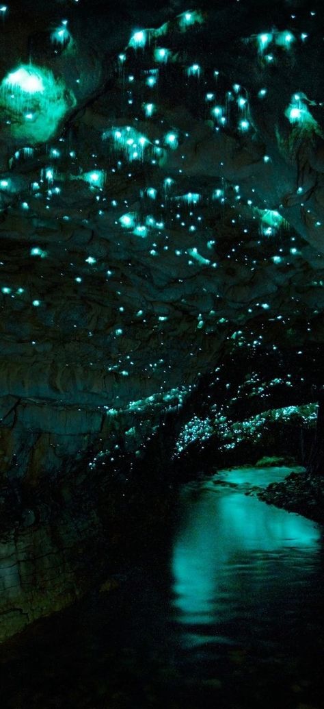 Waitomo Glowworm Caves, Nova Zelândia Bioluminescence Mushroom, Planet Moodboard, Mushroom Cave, Magical Cave, Lush Cave, Alien Forest, Cave Aesthetic, Bioluminescent Mushrooms, Waitomo Glowworm Caves