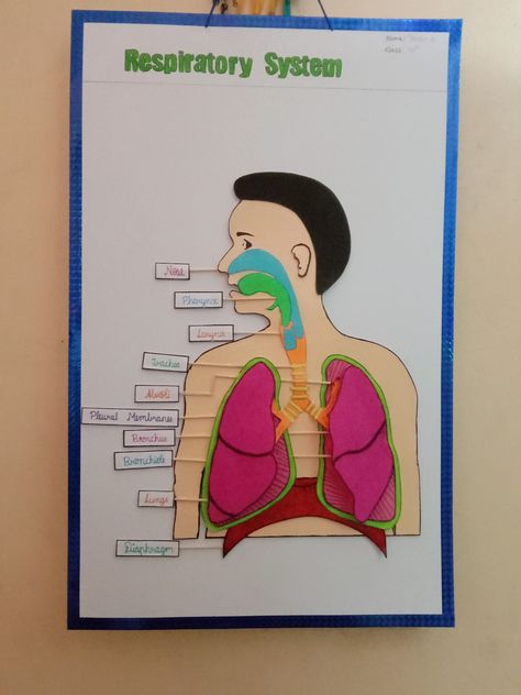 Respiratory System Projects, Science Cartoons, Project Work, Science Activities For Kids, Elementary Art Projects, Science Project, Blouse Neck, School Posters, Respiratory System