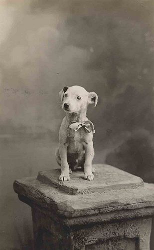 vintage puppy Jack Russell Terriers, Portrait Vintage, Vintage Dog, Jack Russell Terrier, A Puppy, Little Dogs, Dog Photos, Jack Russell, Animals Friends