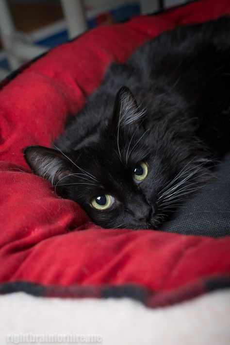 Red Blanket, A Black Cat, Black Kitten, Cute Black Cats, White Cats, Cat Aesthetic, Cute Cats And Kittens, Pretty Cats, Crazy Cat Lady