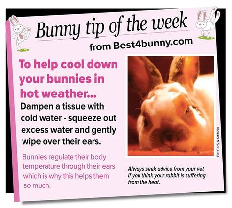 Help keep your bunny cool in hot weather... Bunny Tips, Rabbit Facts, Rabbit Stuff, Bunny Ideas, Pet Rabbit Care, Somebunny Loves You, Bunny Hutch, Bunny Room, Pet Bunny Rabbits