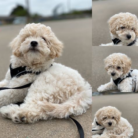 White Goldendoodles White Goldendoodle, Toy Goldendoodle, Golden Doodles, Mini Goldendoodle, Sweet Dogs, Russell Terrier, Jack Russell Terrier, Goldendoodle, Jack Russell