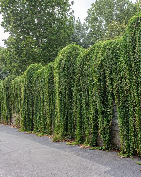 𝔹 𝕀 ℕ 𝕆 ℂ 𝕃 𝔼 on Instagram: “Falling and filling . #Milan #cittastudi #landscape #vegetation #lushvegetation #summer�” Falling Plants, Earth Element, Lush, Milan, Wonder, Photo And Video, Plants, Flowers, On Instagram