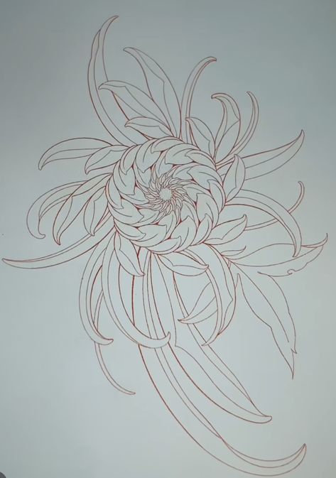 Chrisantem Tattoo, Chrysanthemum Tattoo Design, Crisantemo Tattoo, Chrysanthemum Drawing, Minimalist Tattoo Ideas, Japanese Flower Tattoo, Rose Drawing Tattoo, Chrysanthemum Tattoo, Japan Tattoo Design