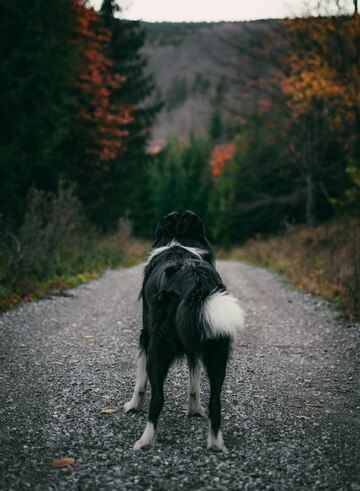 Free Photo | Vertical shot of a black border collie on the road surrounded by forests Border Collie Aesthetic, Collie Aesthetic, Black Border Collie, Pet Photography Poses, Pet Things, Dog Aesthetic, Forest Bathing, Visual Board, Pet Photography