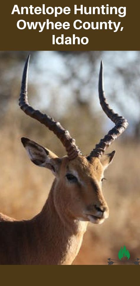 #antelope #bowhunting #owyhee #idaho #hunting #firsthuntingtrip #jensprimalhealth Bow Hunting Quotes, Antelope Hunting, Bowhunting, Hunting Trip, Bow Hunting, Hunting Season, The Age, Idaho, Nevada