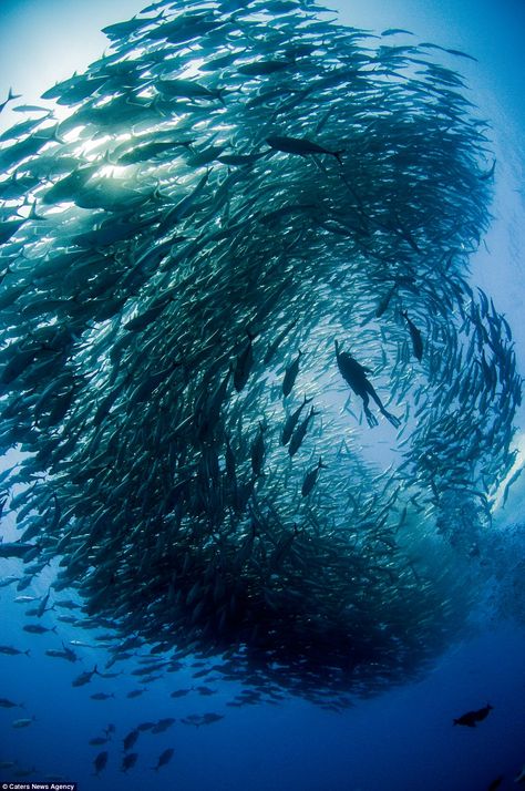 The formation created by the school of fish made it look like the divers were swimming through an underwater tornado Sea Diving, Deep Sea Diving, School Of Fish, Under The Water, Underwater Photos, Fish Swimming, Deep Blue Sea, Under Water, Scuba Diver