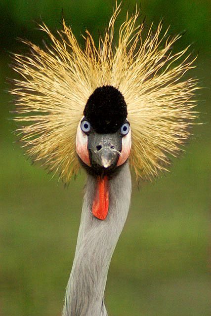 East African Crowned Crane by sarah080102, via http://www.flickr.com/photos/14965862@N02/2053625610/ Grey Crowned Crane, African Crown, African Birds, Weird Birds, Crowned Crane, Crazy Birds, Bird Barn, Crazy Bird, Glow Stick