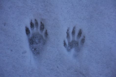 Raccoon Paw Print, Raccoon Paws, Raccoon Print, Racoon, Creature Art, Paw Print Tattoo, Paw Print, Art Style, Tattoo Ideas