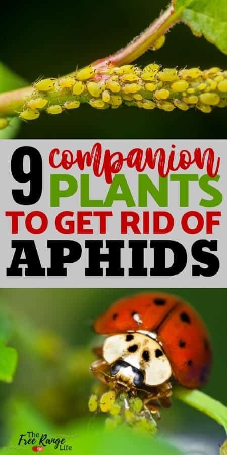 How to Control Aphids: 9 Companion Plants That Repel Aphids Citrus Tree Indoor, Get Rid Of Aphids, Garden Cactus, Garden Companion Planting, Garden Organization, Companion Plants, Citrus Trees, Roses Pink, Healthy Garden