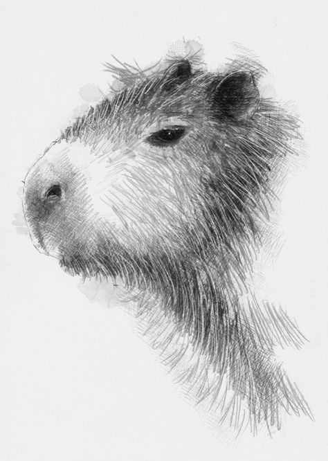 Capybara Sketch, Capybara Drawing Realistic, Drawing Capybara, Capybara Drawing, Capybara Art, Cute Sketch, Youtube Drawing, Spiderman Drawing, Nature Sketch